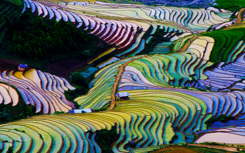 Campo de arroz en Vietnam
