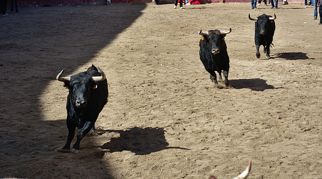 Carnaval del Toro en Ciudad Rodrigo