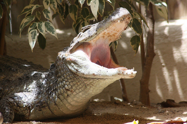 Cocodrilo en Selwo Marina