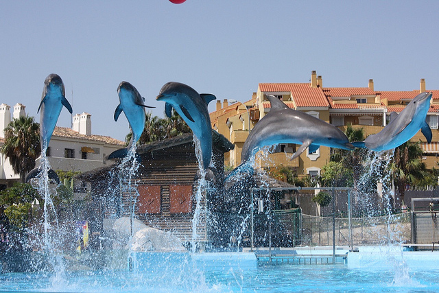 Exhibición en Selwo Marina