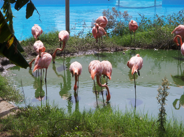 Flamencos en Selwo Marina