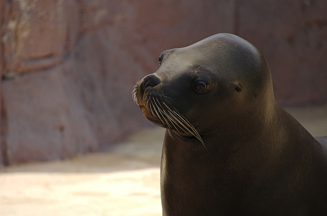 Foca en Selwo Marina