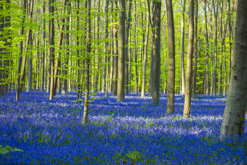 Hallerbos en Bélgica