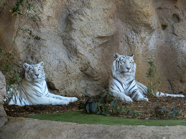 Loro Parque en Puerto de la Cruz