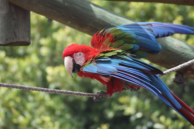 Loro en Selwo Marina