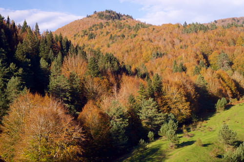 Otoño en la Selva de Irati