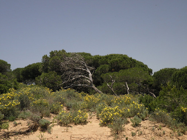 Pinar de Barbate