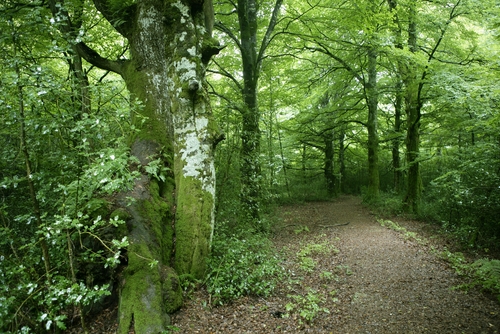 Sendero en la Selva de Irati