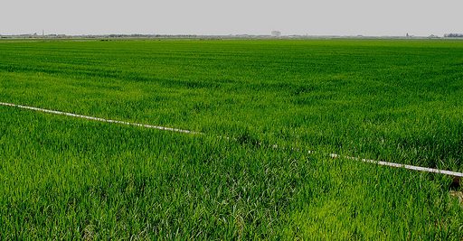 Arrozal en la Albufera de Valencia