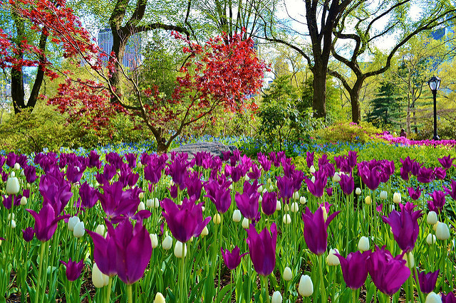 Central Park de Nueva York en primavera