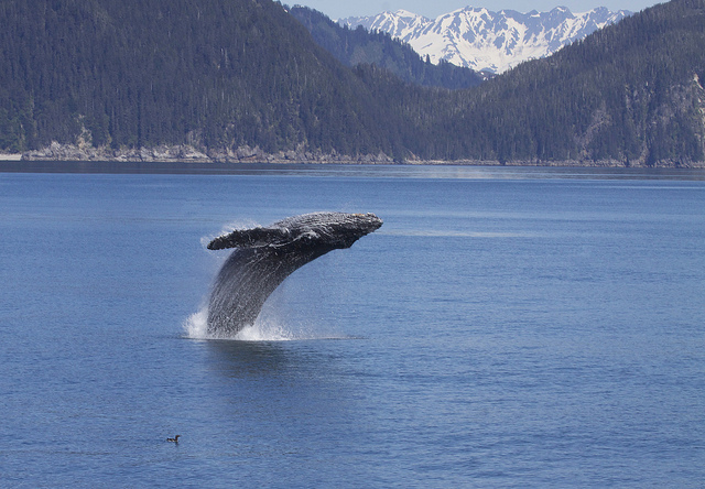 Ballena en los fiordos de Kenai en Estados Unidos