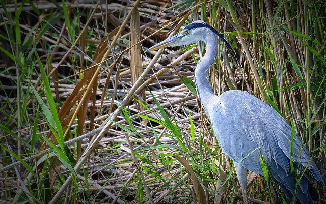 Garza en el Parque Natural de la Albufera de Valencia