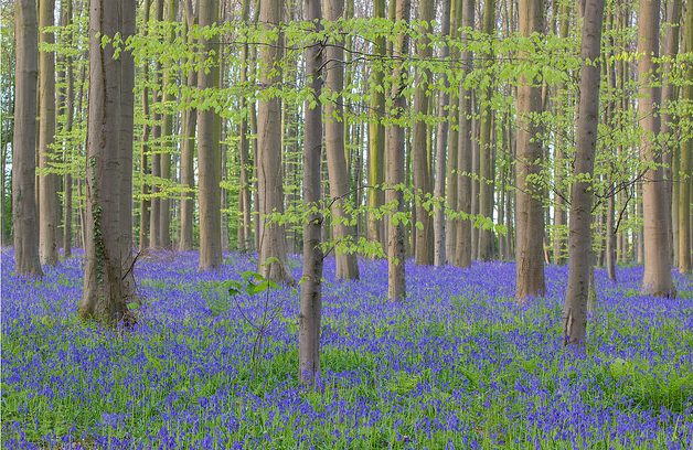 Hallerbos en primavera