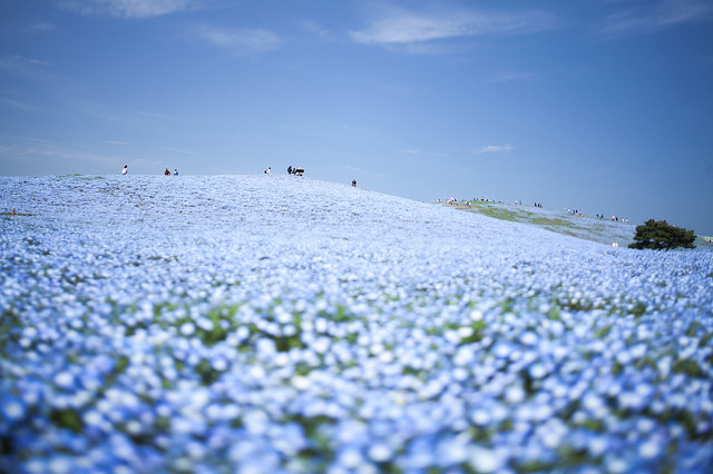 Hitachi Seaside Park en primavera