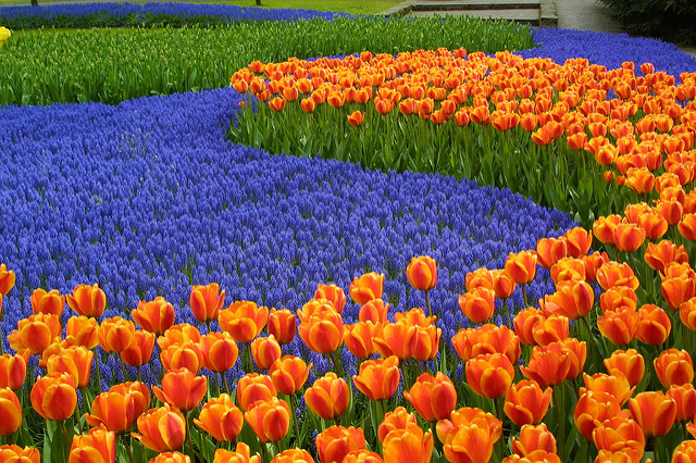 Jardín de Keukenhof en Holanda