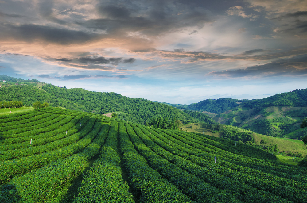 Mae Salong en Tailandia