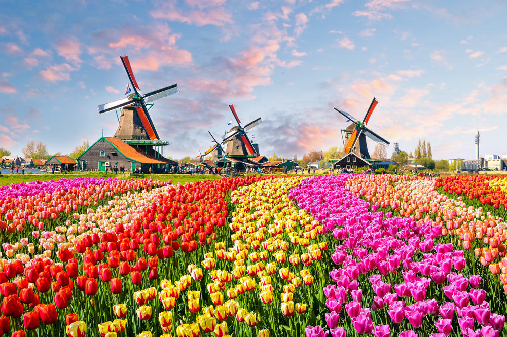 Campos de tulipanes en Holanda
