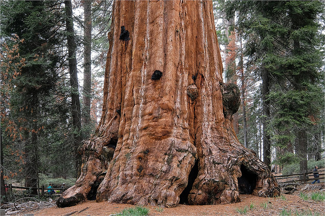 Parque Nacional de las Secuoyas en Estados Unidos