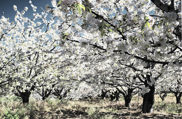 Valle del Jerte, un lugar para disfrutar en primavera