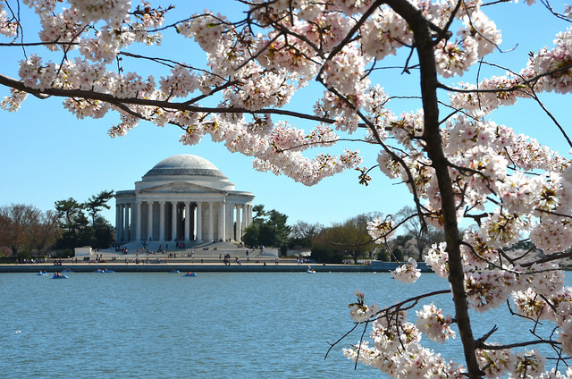 Cerezos en Washington