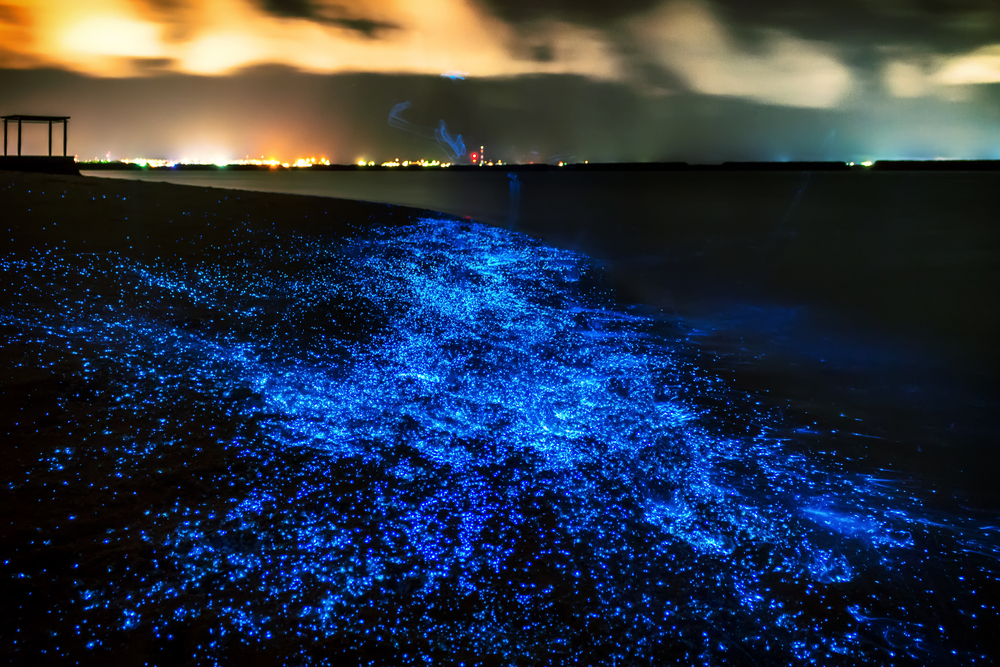 Bioluminiscencia en las Maldivas
