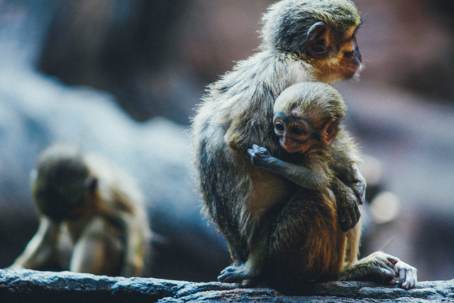 Bioparc en Fuengirola