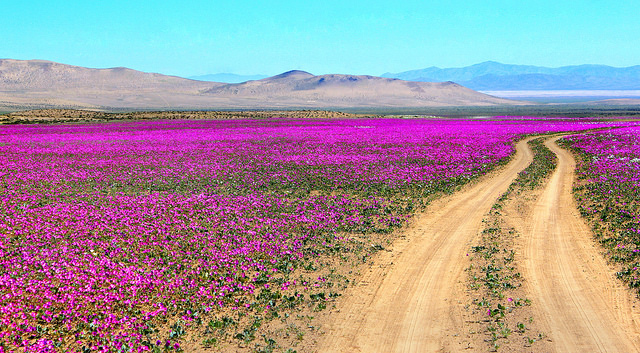 Desierto de Atacama en Chile