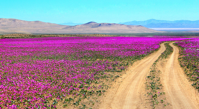 Desierto de Atacama en Chile 