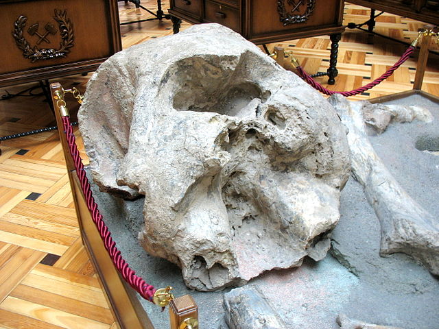 Fósil en el Museo Geominero 