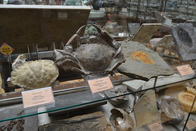 Fósiles en el Museo Geominero