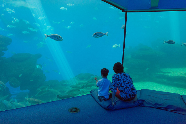 Palma Aquarium, una de las cosas que hacer en Palma de Mallorca