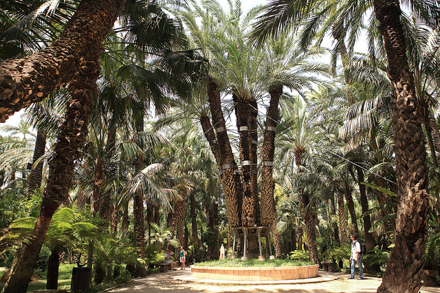 Palmeral de Elche