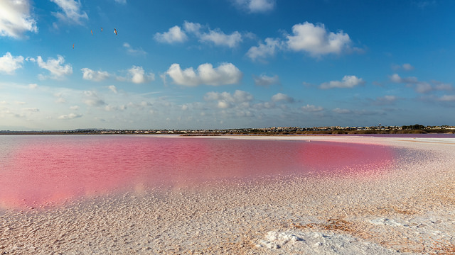 Salinas de Torrevieja