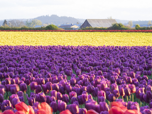 Skagit Valley en Estados Unidos