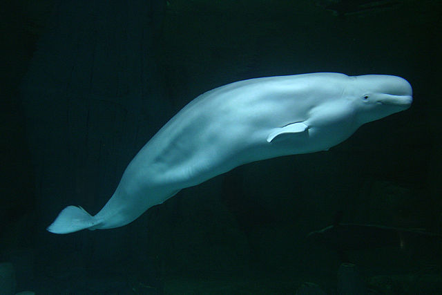 Beluga en el Ocanogràfic de Valencia
