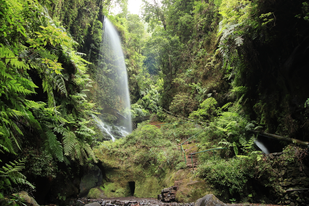 Bosque de Los Tilos en La Palma