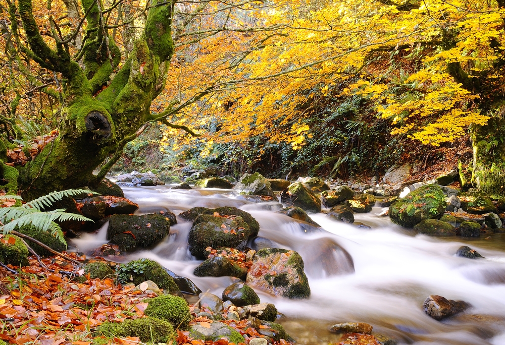 Bosques españoles en imágenes: belleza en estado puro