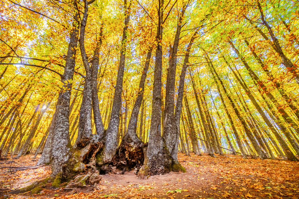 Bosques españoles: castañar de El Tiemblo