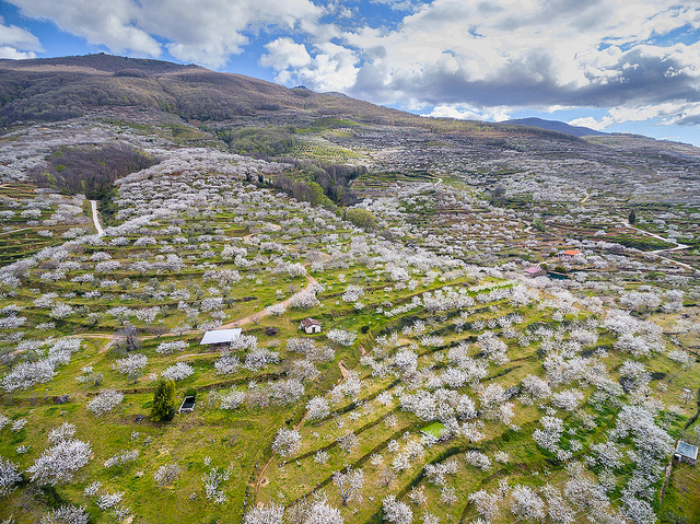 Cerezos del Jerte