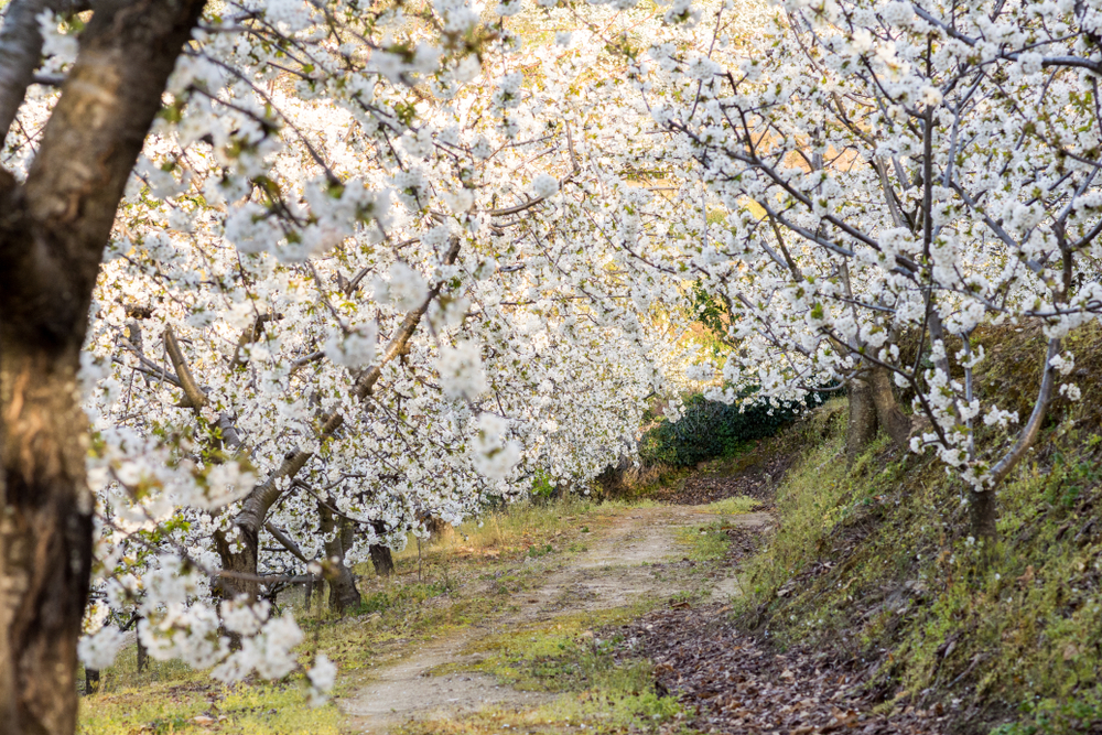 Cerezos en flor del Valle del Jerte
