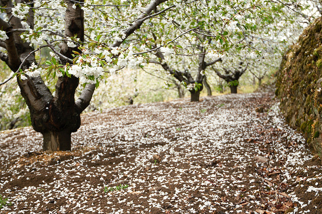 Cerezos en Flor en el Valle del Jerte
