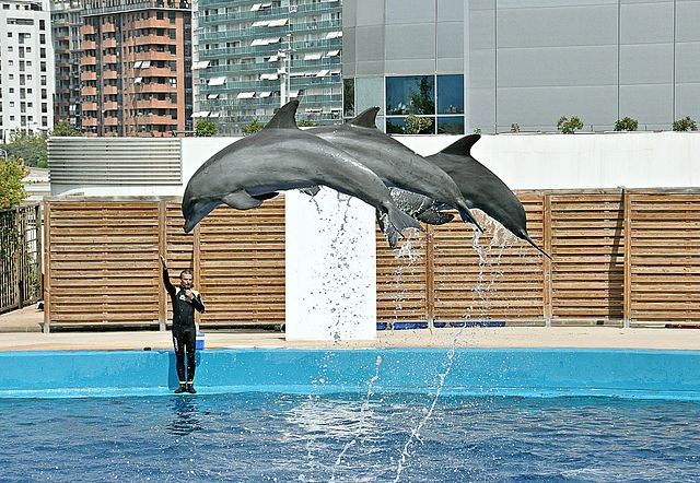 Exhibición en el Oceanogràfic de Valencia