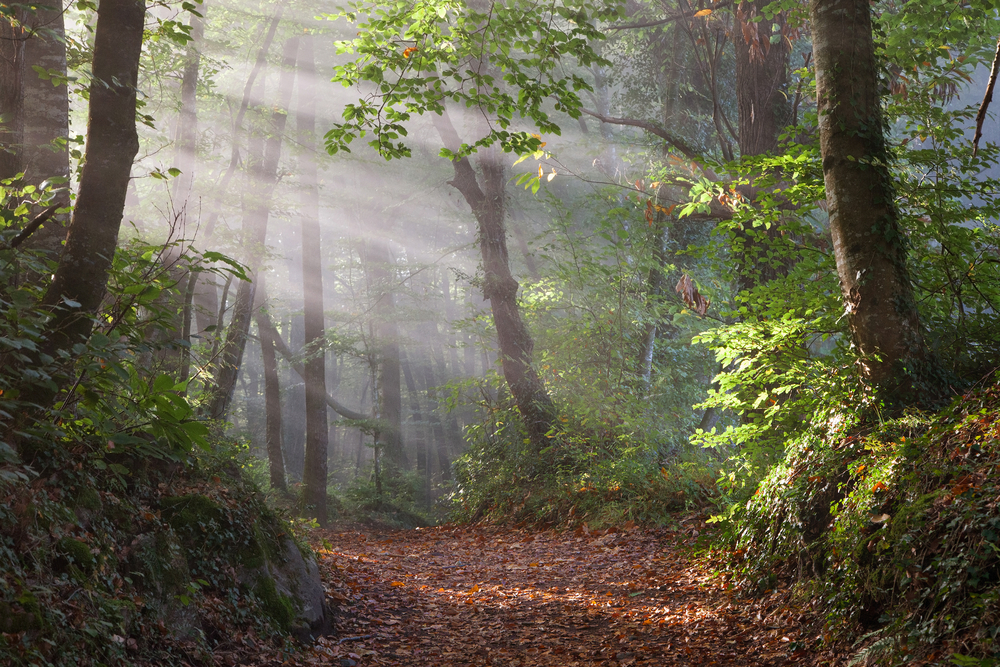 Fageda d'en Jordà en Girona