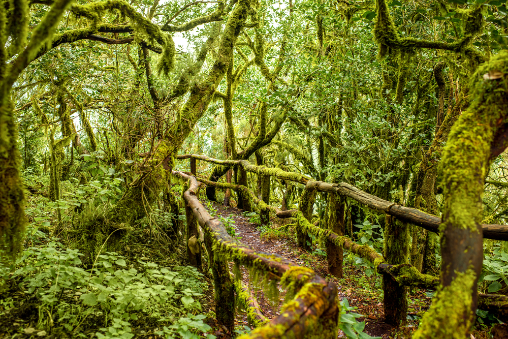 Bosque de Garajonay en La Gomera