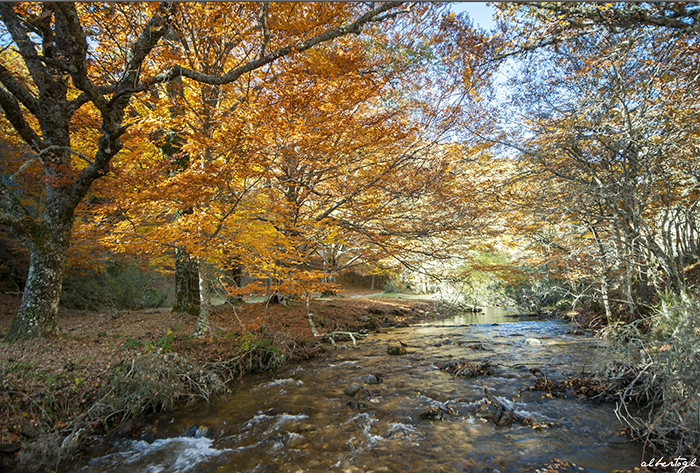 Hayedo de Montejo en Madrid