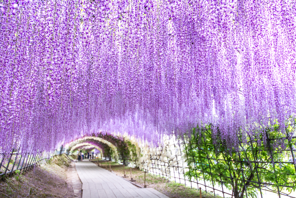 Kawachi Fuji en Japón