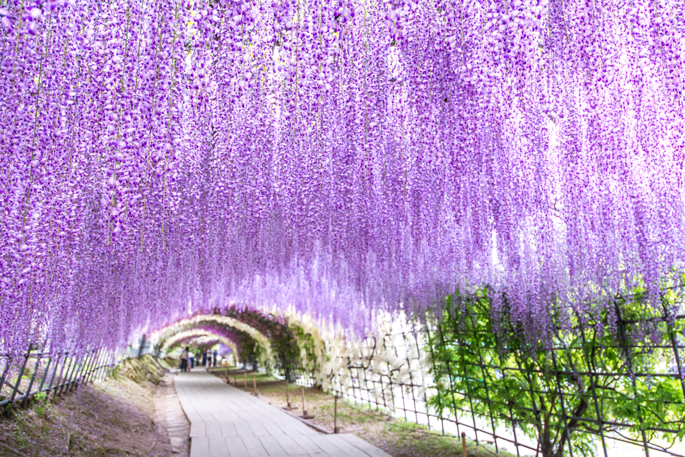 Túnel de wisteria en Kawachi Fuji en Japón
