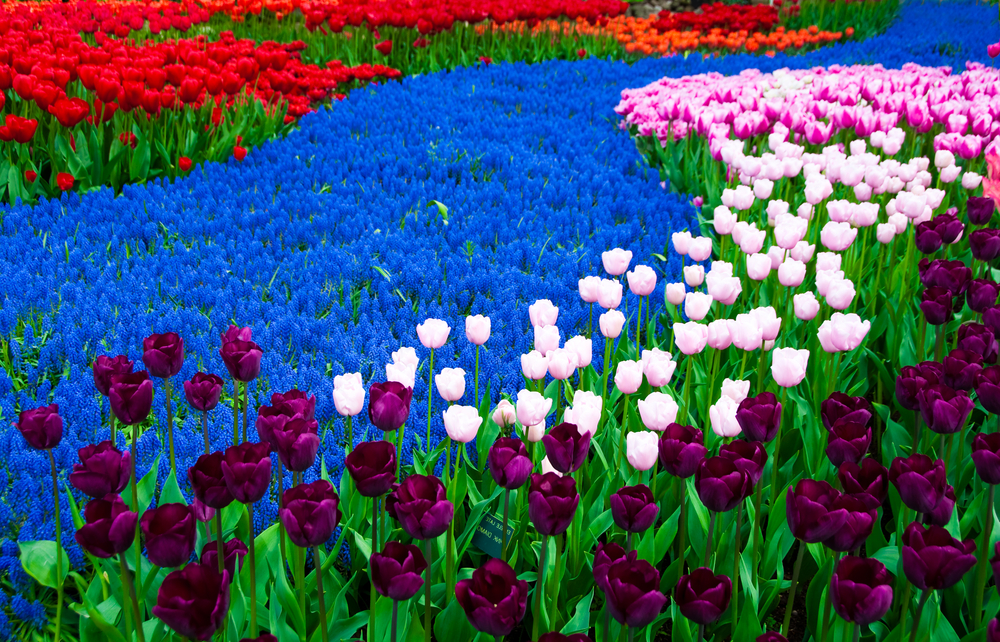 Jardines de Keukenhof