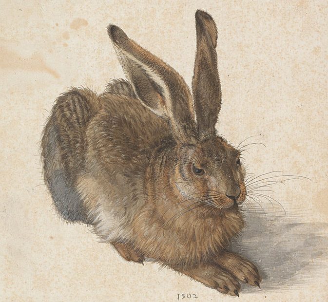 Liebre joven de Alberto Durero