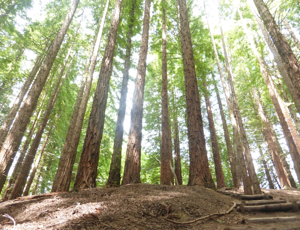 Monte Cabezón en Cantabria